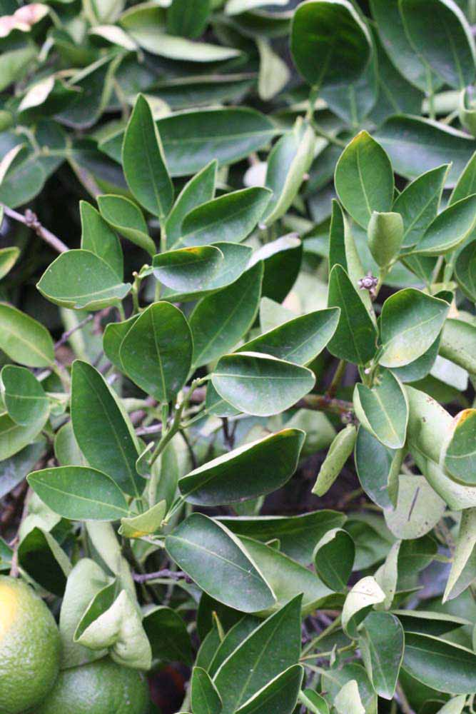              Sun leaves (Riverside, CA)       